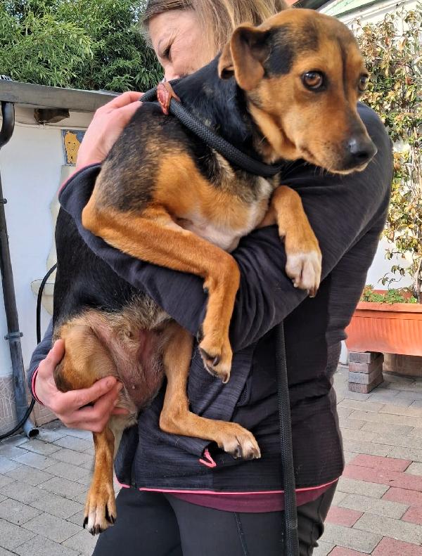 MIRTILLA CAGNOLINA DOLCISSIMA Foto 2